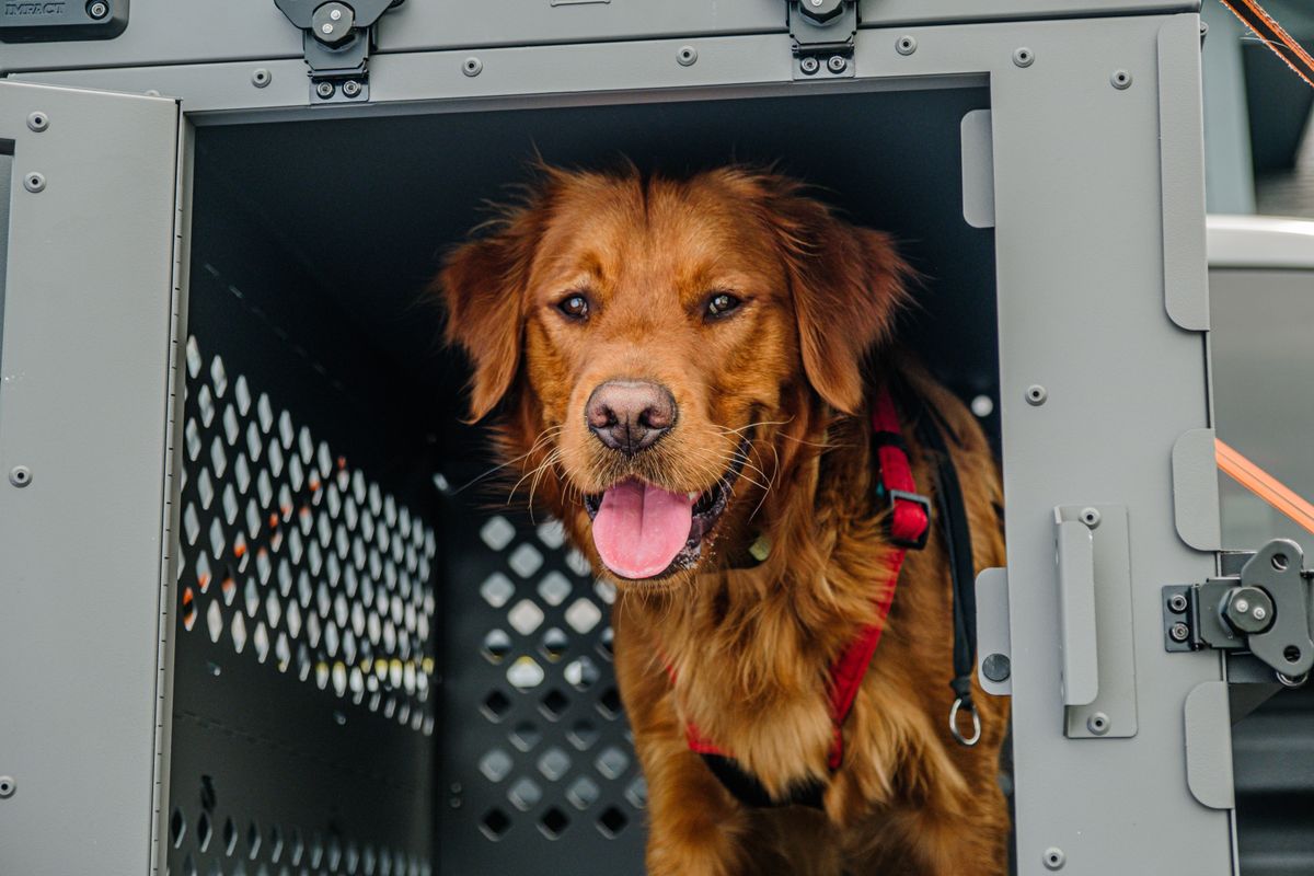Cão deitado relaxado dentro de caixa de transporte com a porta aberta — resultado do treinamento de adaptação à caixa para viagem de avião